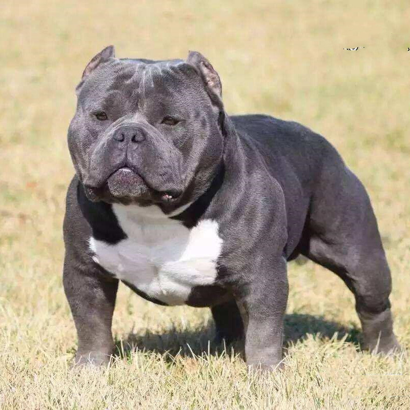 纯种恶霸犬恶霸犬幼犬活体出售美国恶霸犬体型小口袋体标准体恶霸