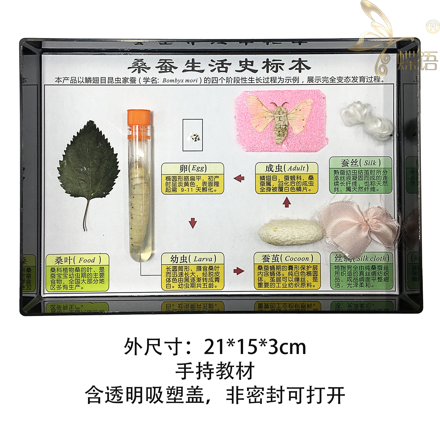 馆-蝶语 昆虫植物蝴蝶真标本拟态生活史蜂蚕蛾蝗虫螟虫蚂蚁蚊子科普