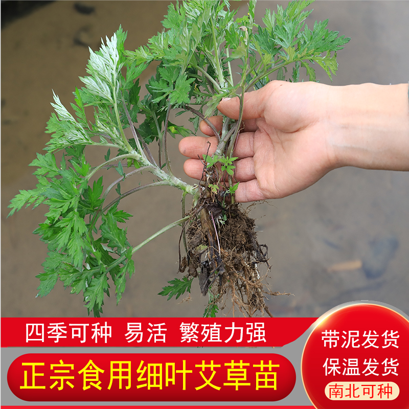 深山艾草苗细小叶农家新鲜现采艾草苗