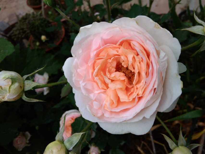 橘囊  中国古老月季稀有品种  扦插苗灌木四季开花浓香扦插苗