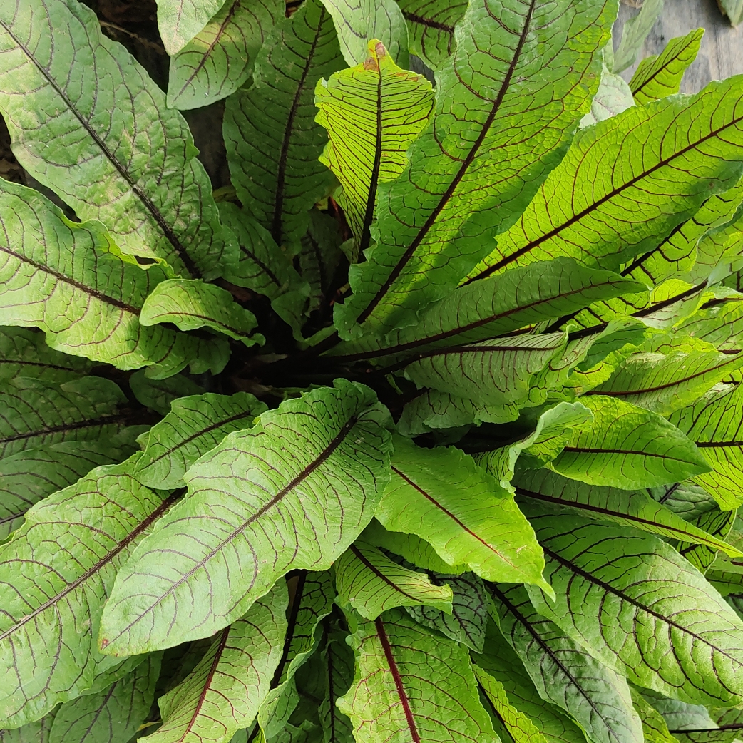 红脉酸模新奇美观观赏花卉绿植室内阳台耐寒盆栽四季易活可食用