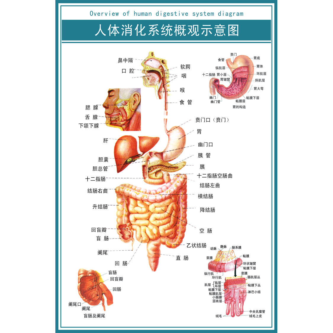 消化系统概观图人体心脑血管示意挂图人体系统解剖图医院海报