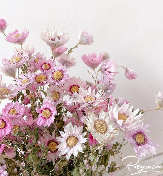 raymin 丰花好养爆花易活晒干花雏菊一年生花卉鲁丹鸟【鳞托菊】