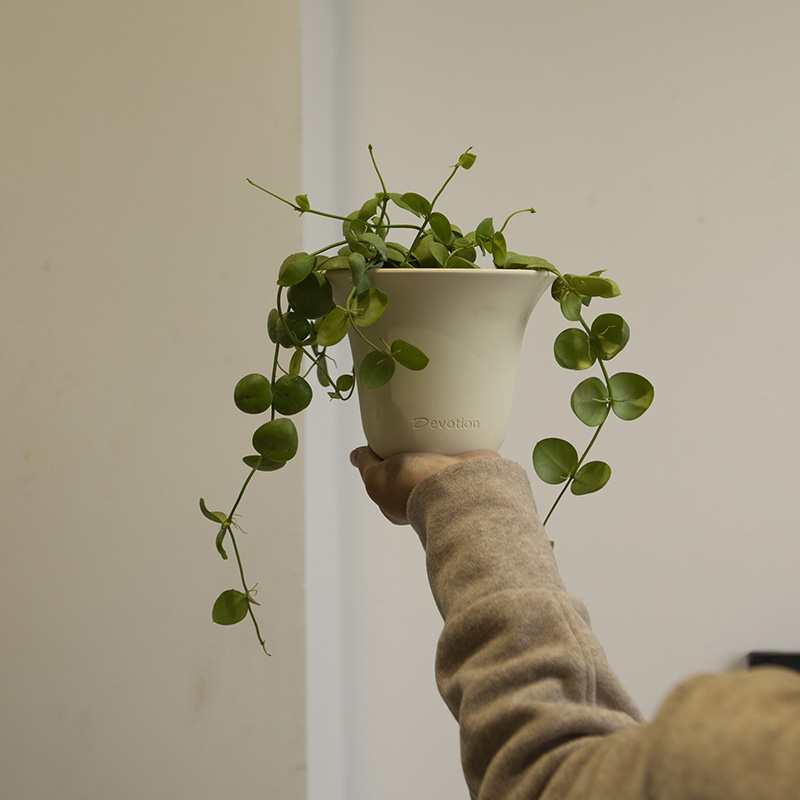 诗与自然 玉荷包吊兰小众藤蔓绿植盆栽四季常绿ins北欧简约花卉