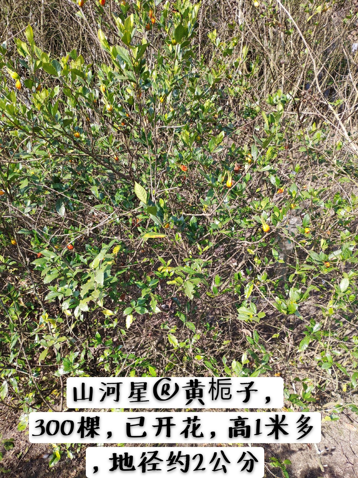 山栀子苗木丹越桃水横枝黄栀子树苗山栀花庭院阳台盆栽盆景花卉树