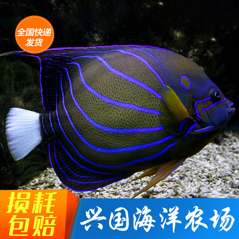 白尾蓝环神仙 蓝纹神仙成年海水鱼活体海缸观赏宠物快递发货包活