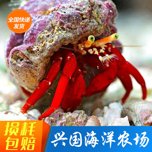 印尼红脚寄居蟹 杂食海水清洁生物深水寄居蟹活体快递包活小型已售
