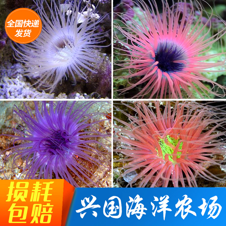 千手佛活体双色千手佛紫色珊瑚海葵海水生物小丑观赏鱼快递包活