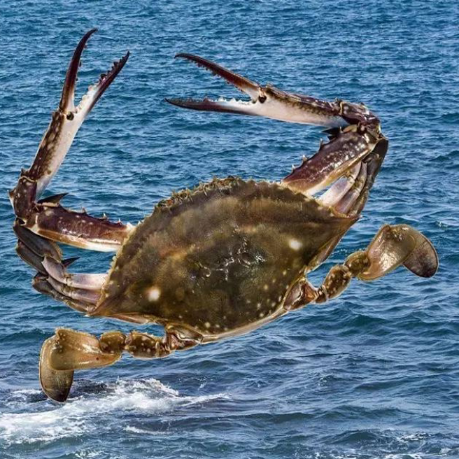 图一:活鱼活虾活蟹高密度长途运输营养剂