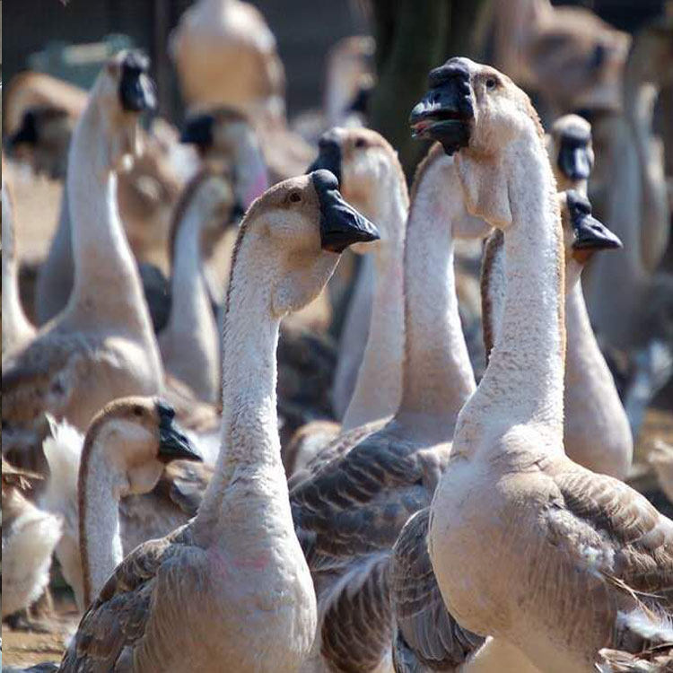 纯种狮头鹅苗 阳江鹅苗 合浦 汕头狮头鹅苗 朗德鹅苗 马岗鹅苗