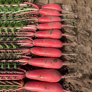 红小胖价格_红小胖多少钱_好便宜网