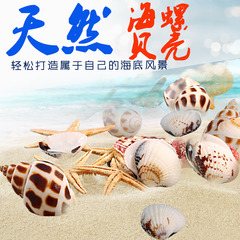亚峰鱼缸装饰品造景天然海星扇贝海螺仔贝水族箱小摆件乌龟缸布景
