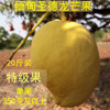 特级果单果7两以上自然熟缅甸圣德龙芒果送礼专用新鲜水果20斤装|ru 特级果单果7两以上自然熟缅甸圣德龙芒果送礼专用新鲜水果20斤装|ru