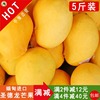 正宗缅甸圣德龙芒果大果一级新鲜水果5斤装口岸直发坏果包赔|ru 正宗缅甸圣德龙芒果大果一级新鲜水果5斤装口岸直发坏果包赔|ru