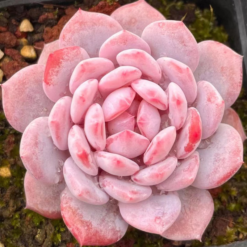 玉芙蓉 新品杂交多肉植物 叶片叶插 经典多肉贵货 精品多肉叶子