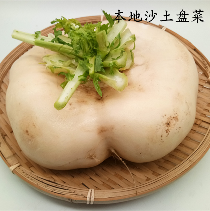 温州乐清特产新鲜山地盘菜头盘菜农家自种盆菜扁头萝卜600克左右