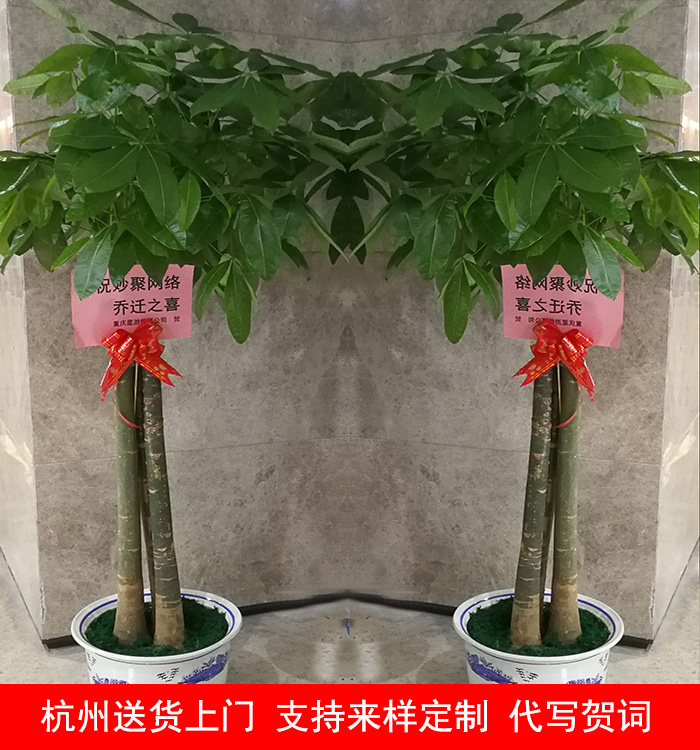 杭州发财树开业乔迁绿植盆栽室内办公室客厅绿色植物花卉同城配送