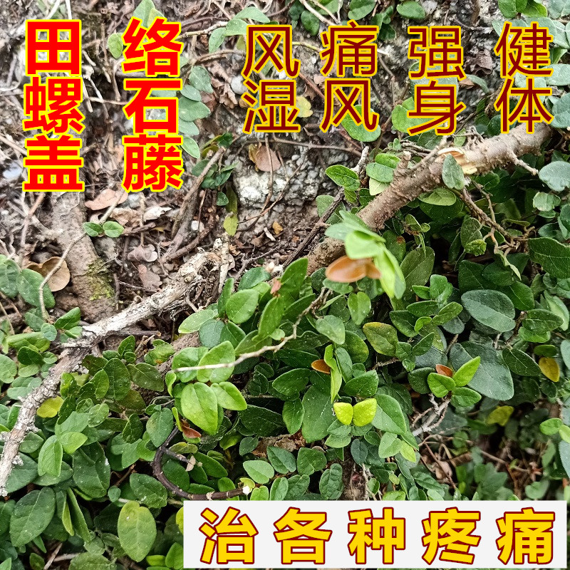 新鲜中草药田螺盖香味络石藤石薜荔藤络疼痛煲汤料悬石藤