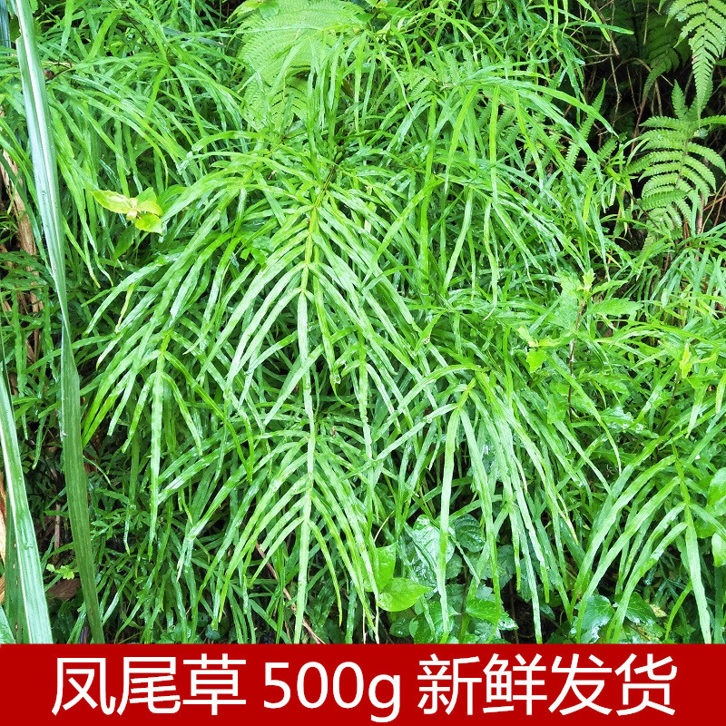 生新鲜凤尾蕨500g包邮凤尾草鸡脚草金鸡尾五指草井边凤尾中草药