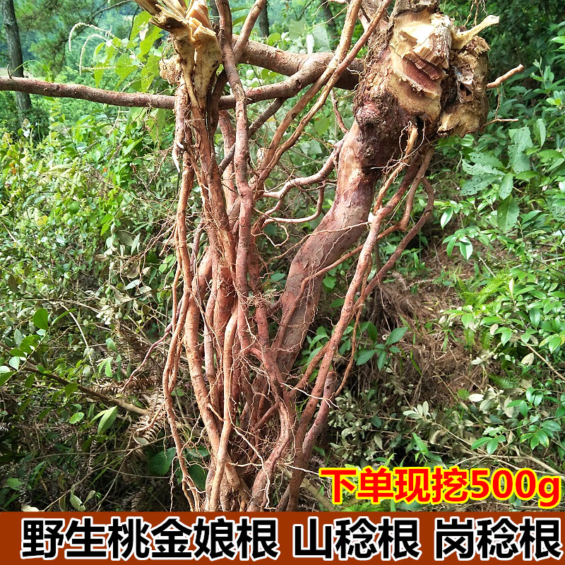 现挖野山稔根生新鲜桃金娘根500g山捻子岗念根岗捻根中草药材包邮