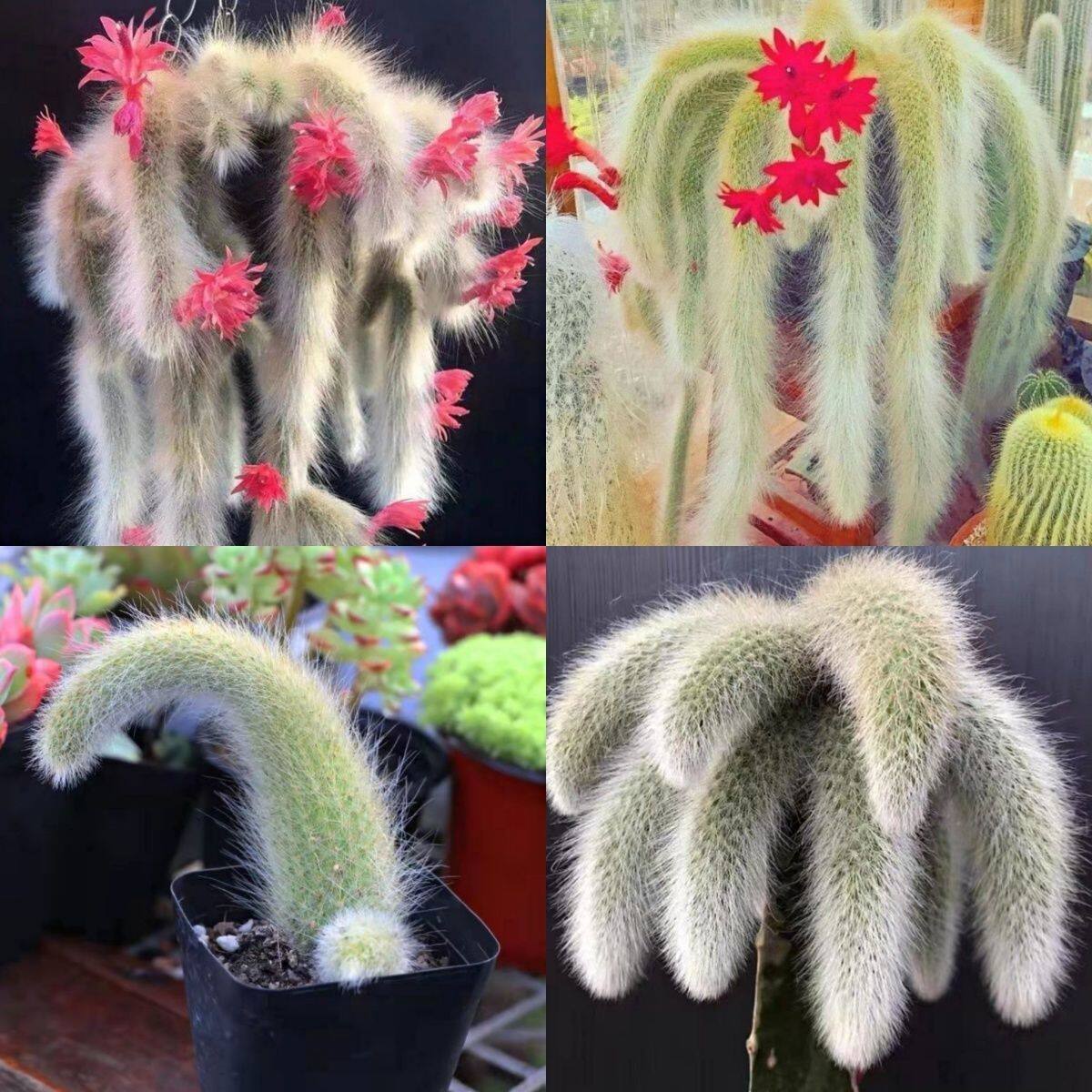 贵货九尾狐多肉植物老桩长毛适合室内阳台养绿植盆载肉肉四季开花