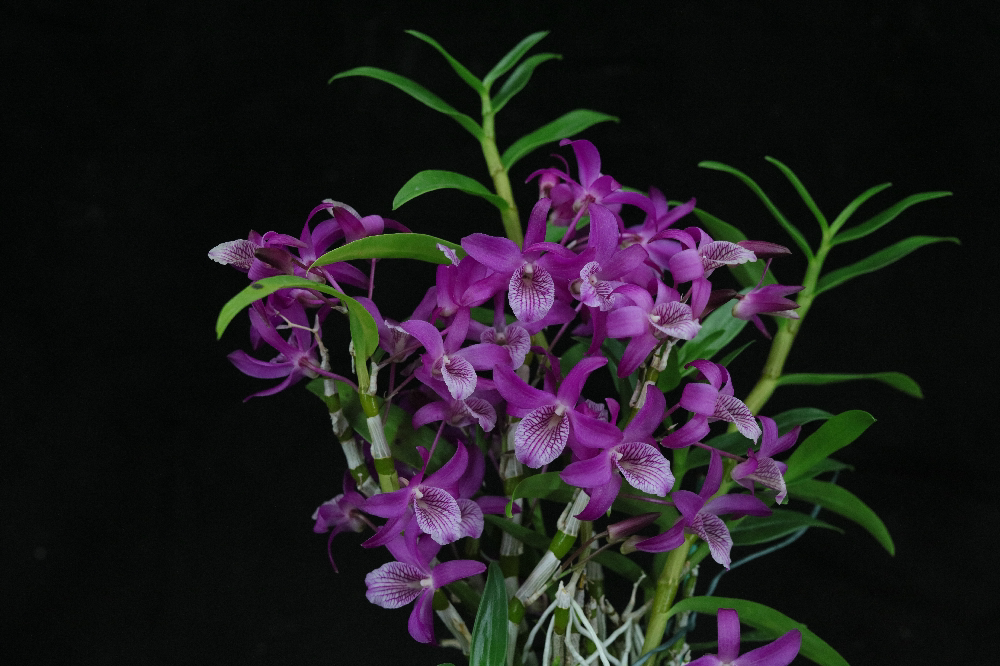 rainbow dance akane彩虹之舞红火鸟石斛兰花