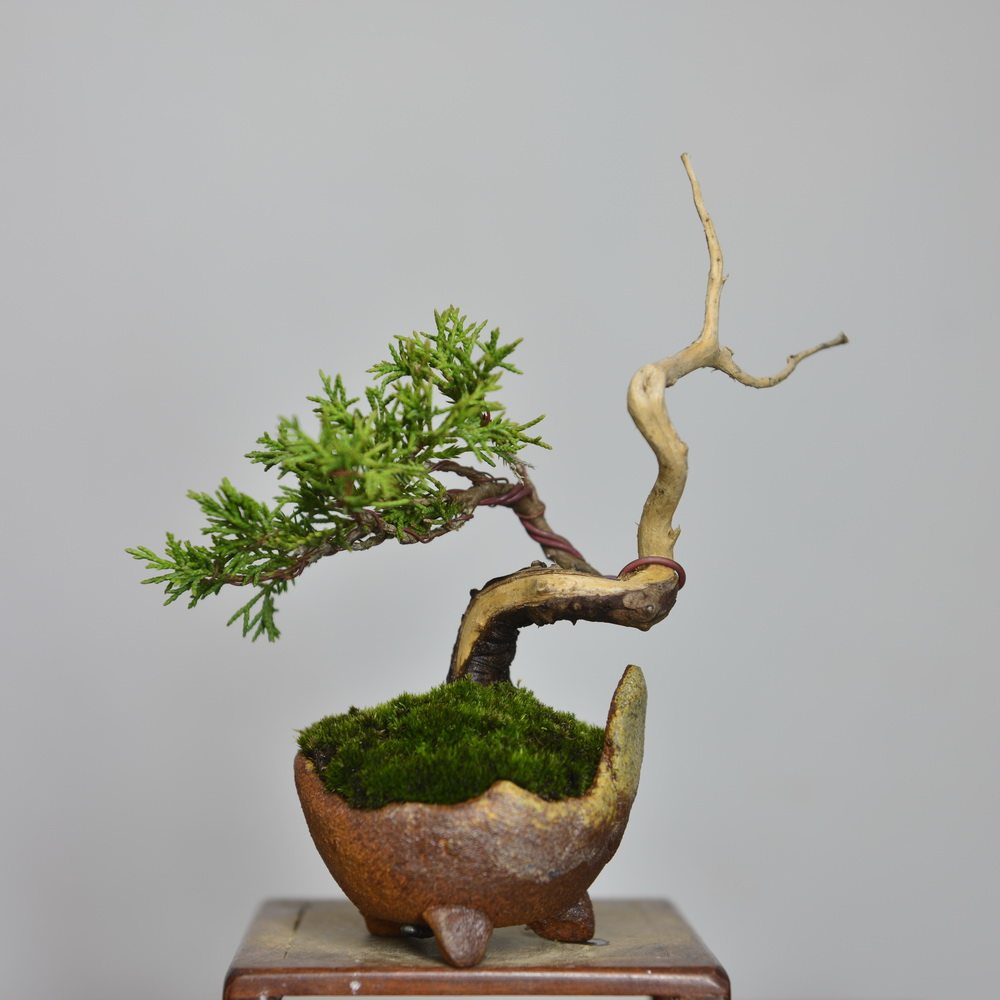 中国记忆日本系鱼川真柏小品微型阳台楼顶庭院绿植