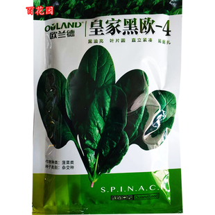 皇家黑欧抗病黑丰菠菜种籽抗病春秋耐热圆叶菠菜子红根菠菜包邮