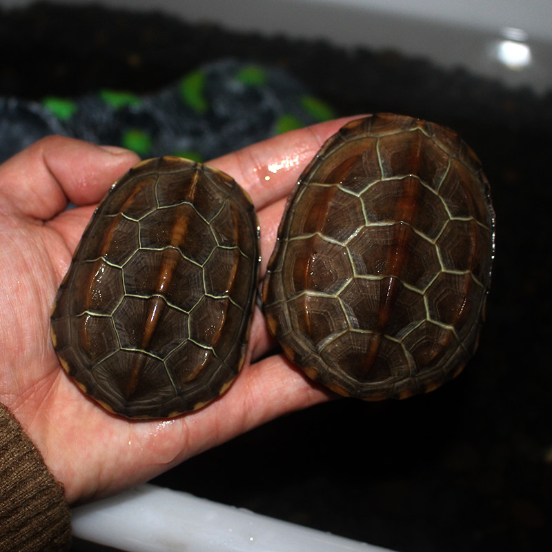 疯狂的龟 纯冷水外塘苏北金线草龟活物小乌龟活体黑金草黑腹墨龟