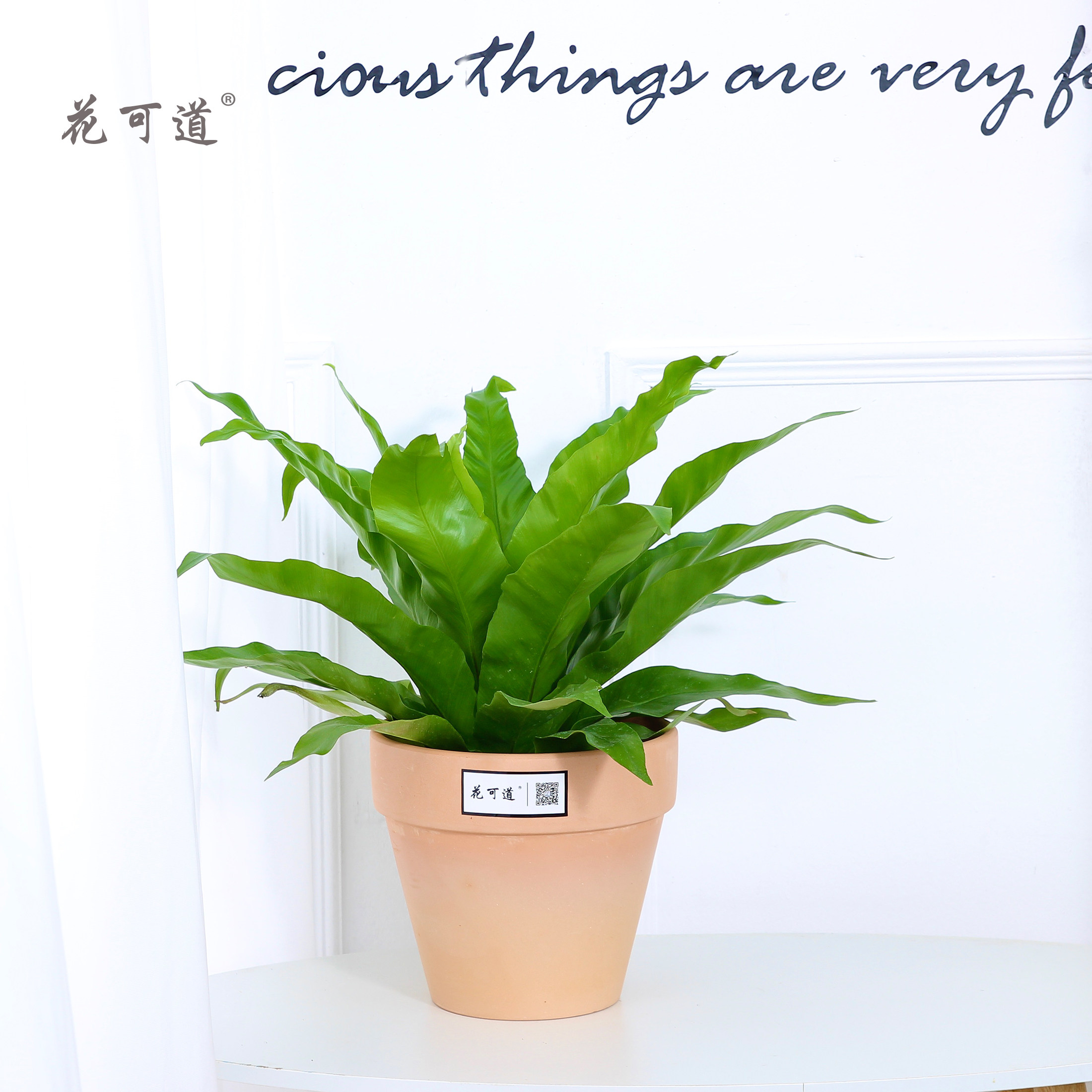 1金钱树金钱树是颇为流行的室内大型盆景植物,尤其在较宽阔的客厅书房