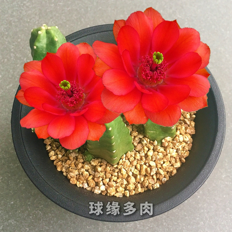 球缘多肉 多肉植物 桃太郎 鹿角柱属 会开大花仙人球仙人掌满包邮