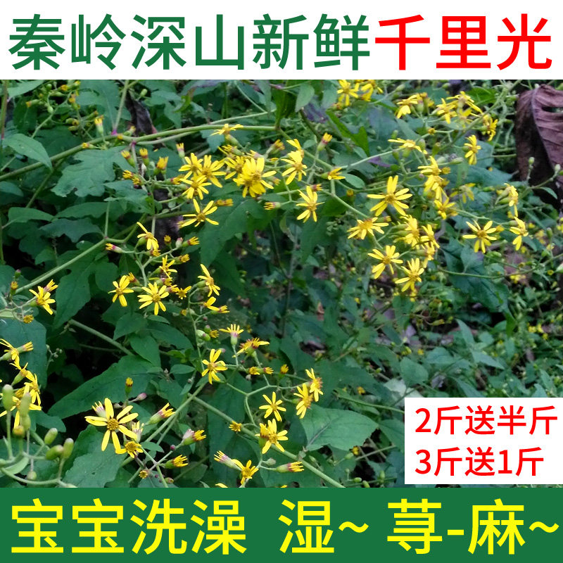 秦岭千里光中草药九里明九里光黄花母 宝宝洗澡新鲜现