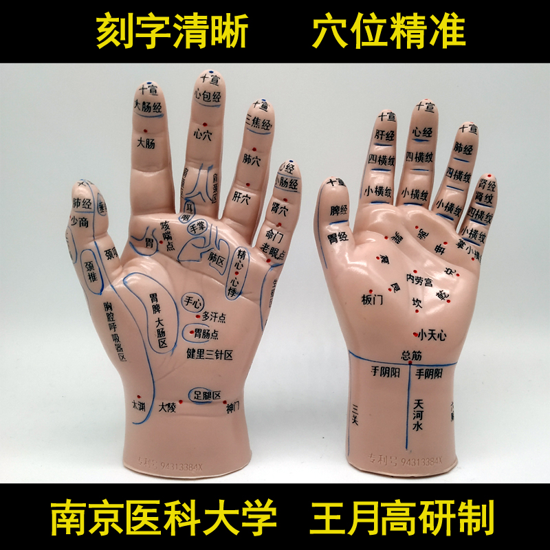 热销手部模型