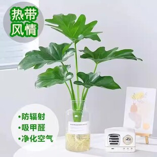 春羽绿植盆栽室内客厅花卉水养水生好养办公室绿萝春雨水培植物