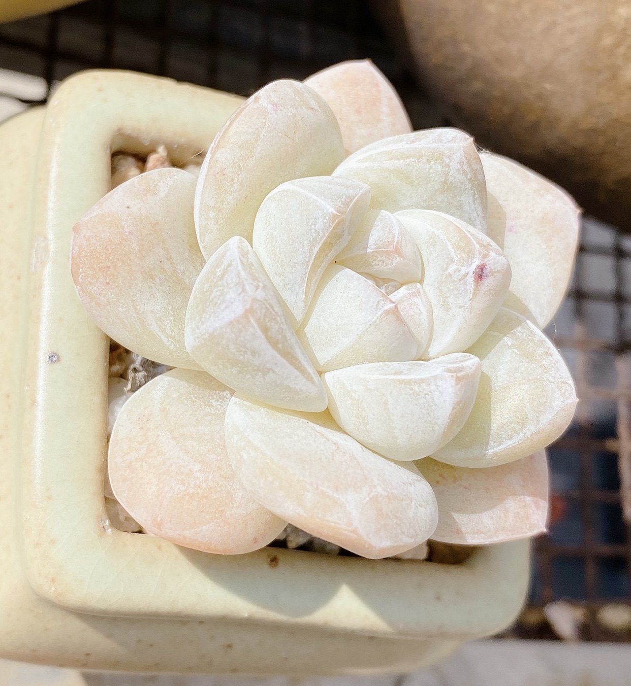 roye多肉植物馆暗纹奶油冰玉小老桩纯白色透美周正年份控型