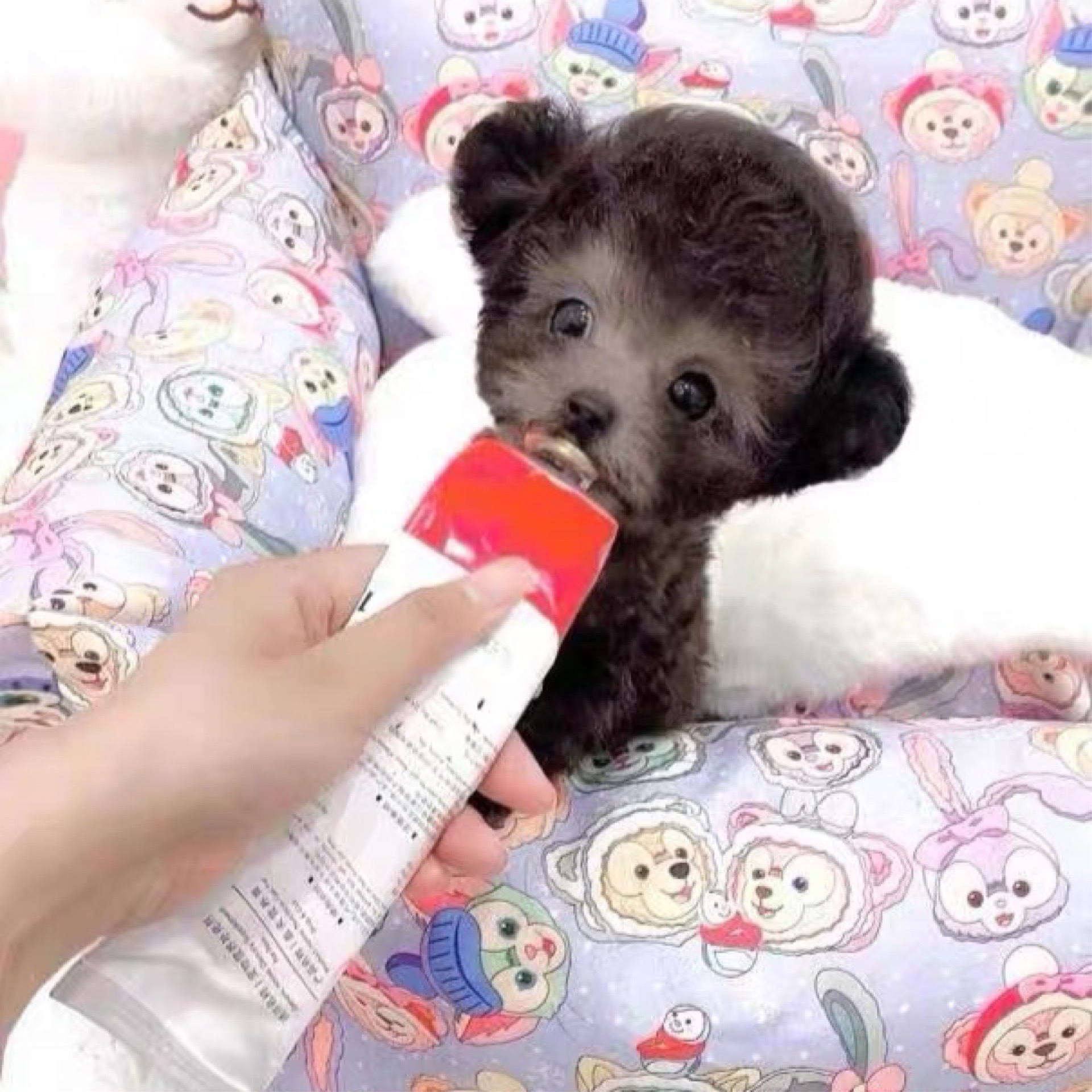 158号灰色泰迪幼犬宠物狗立耳灰泰迪飞耳狗狗幼崽纯种