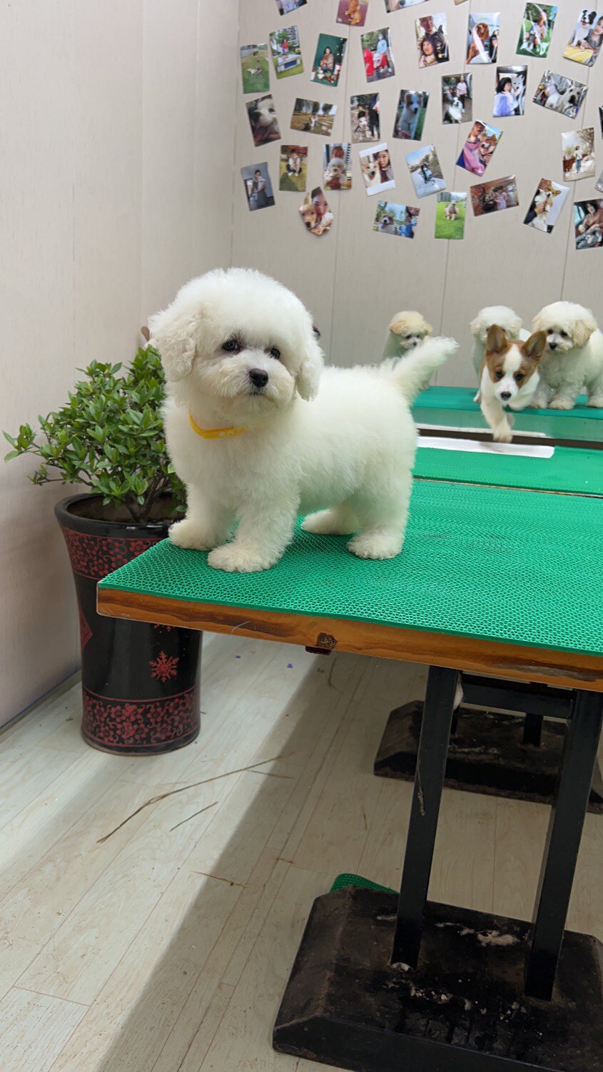 纯种比熊幼犬 性格温顺 白色 小型犬 疫苗齐全家庭犬活泼可爱