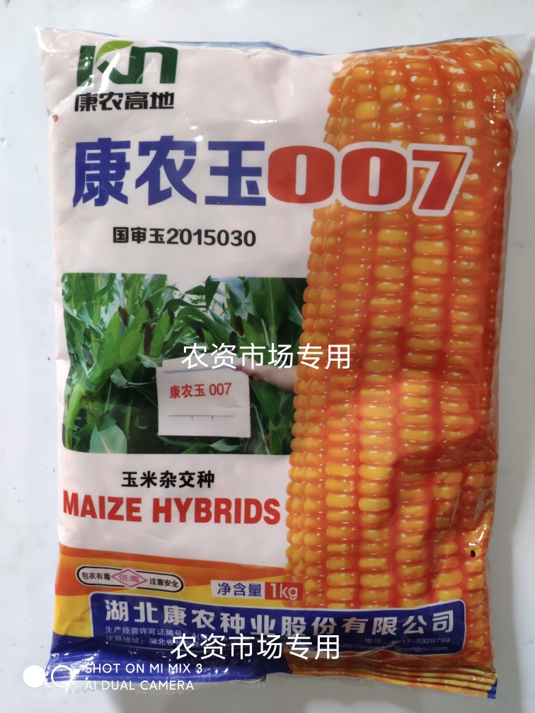 国审玉康农玉007饲料玉米种子穗轴白色籽粒黄色半马齿型高产