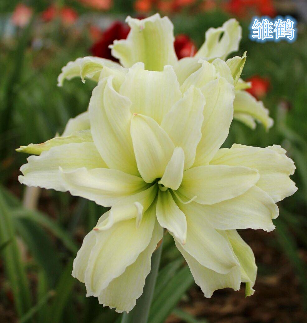 重瓣 朱顶红 雏鹤-mc母婴网