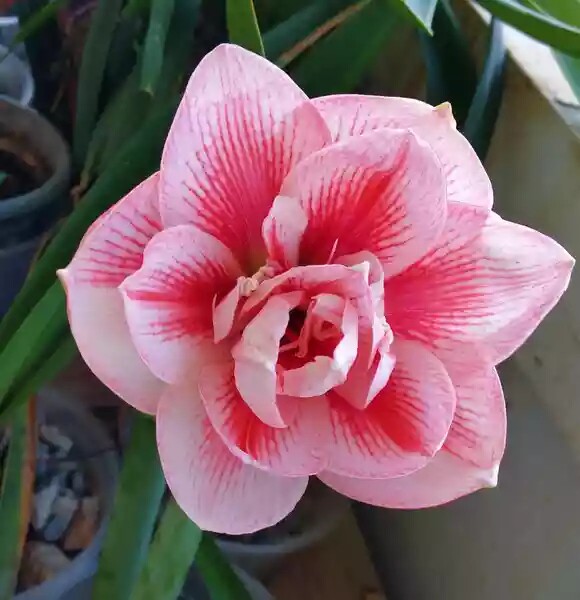 现货澳朱朱顶红兰尼包对版