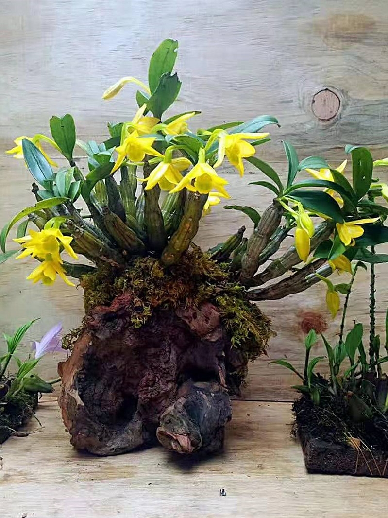 翅梗石斛 金黄色花浓香型观赏盆景易栽活附生兰吊兰花绿植石斛兰