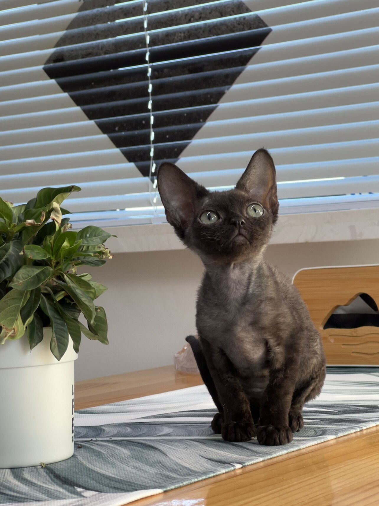 纯种德文卷毛猫纯黑弟弟  无牙仔同款 不掉毛的猫咪【正规猫舍】