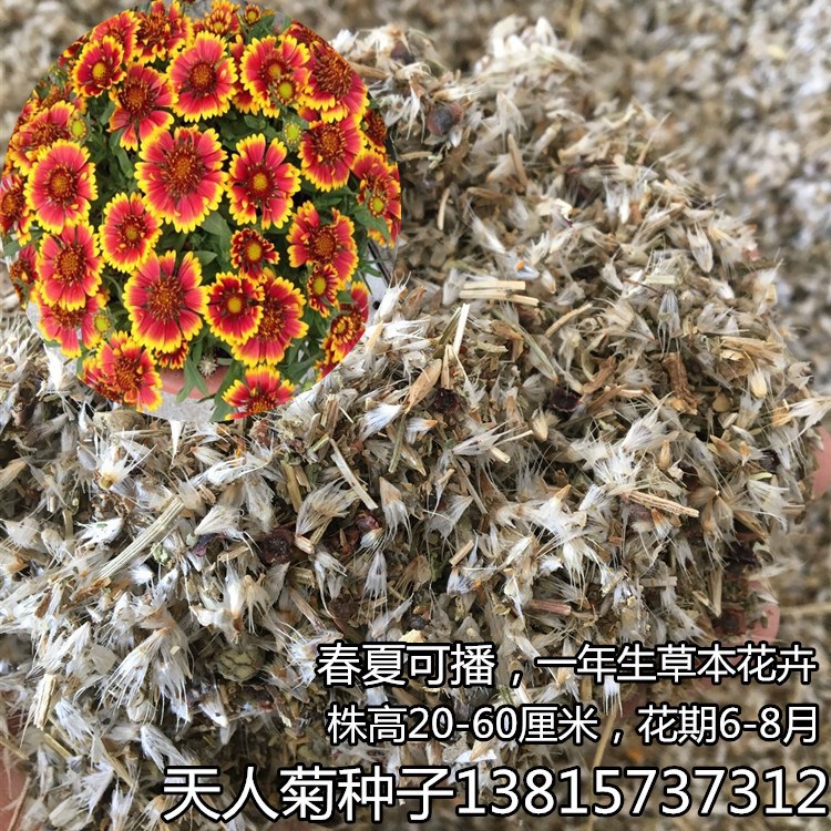 一折草本花卉种子_天人菊种子一年生草本花卉虎皮菊种籽春夏播矮生