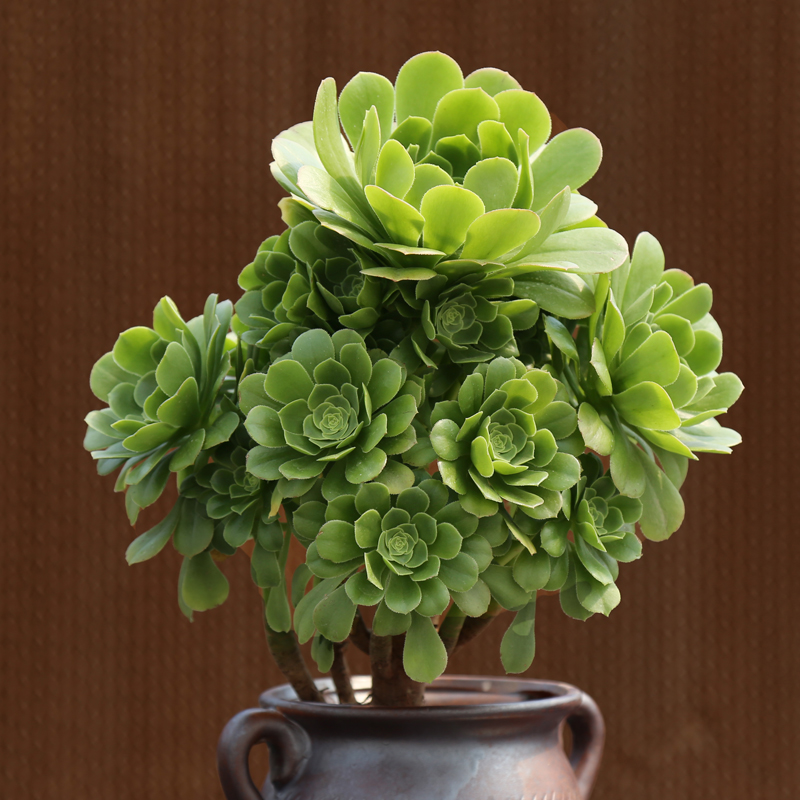 中苏园艺绿羊绒法师多头群生老桩手捧花多肉植物盆景办公室阳台肉