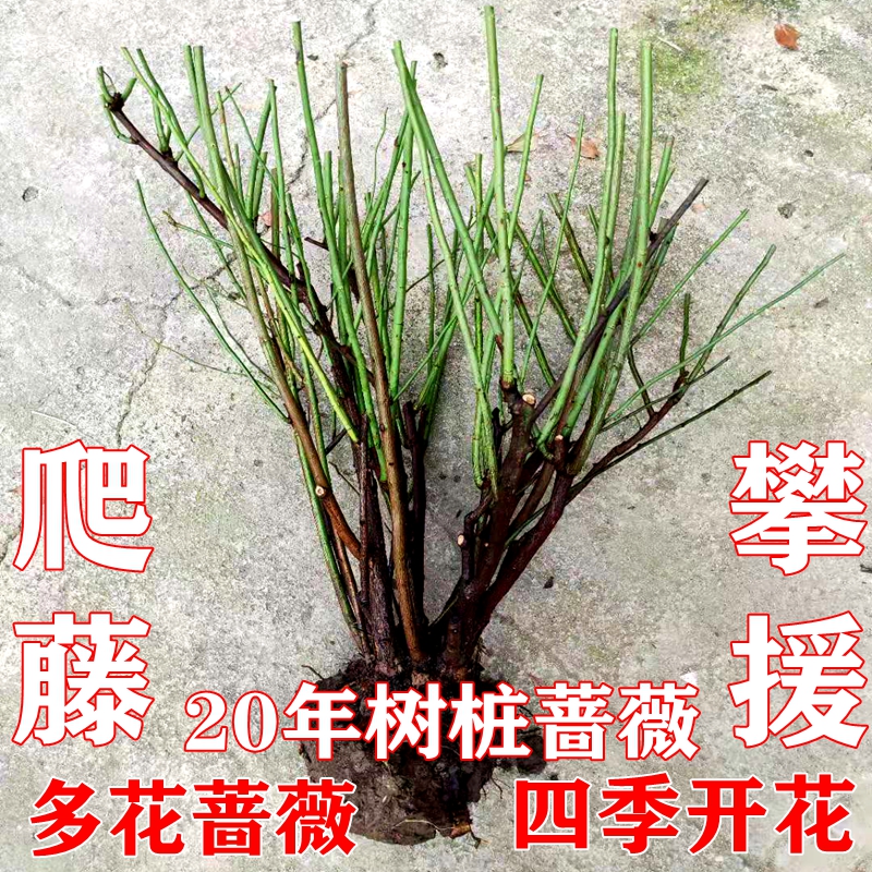 无刺蔷薇花苗多花老桩特大玫瑰花卉盆栽绿植庭院爬藤植物四季开花