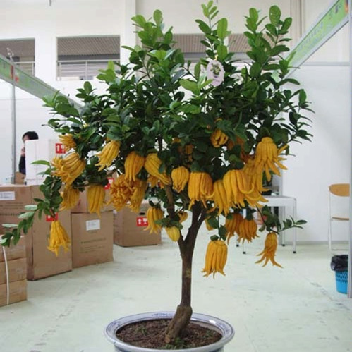 室内外庭院种植盆栽花卉植物 佛手苗 金佛手 千佛手花苗 净化空气