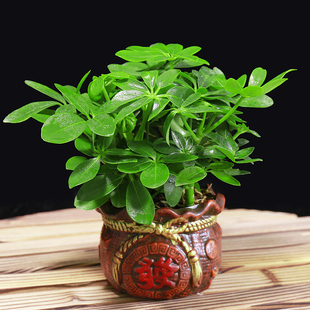 搜索盆栽相关_全部分类_按热销排行排序的商品 - 痕风的起点