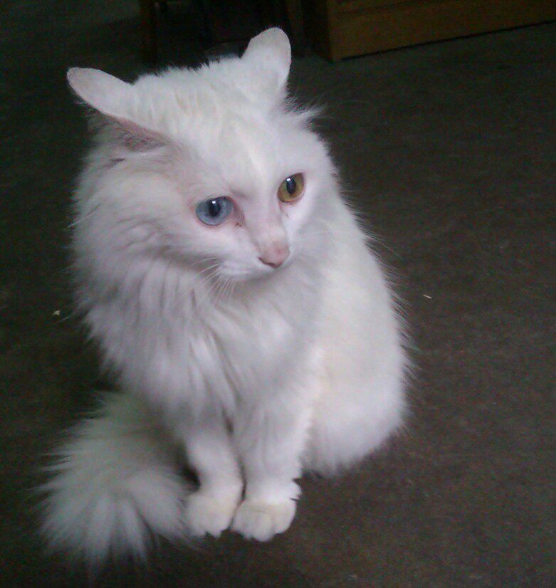 一折活体猫咪家猫土猫_活体猫咪幼猫 家猫土猫 纯白色猫咪 异童 三花