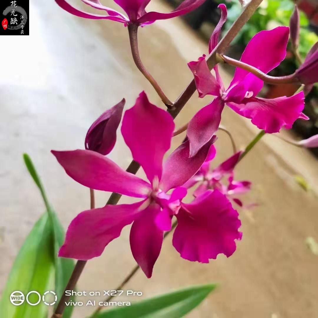 兰花-洋兰-卡特树兰-c.intermedia f.alba x enc.