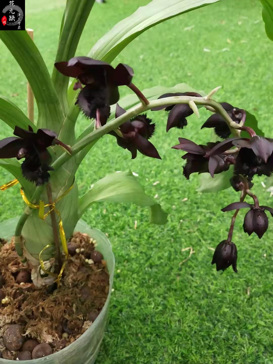 black magic nosferatu fcc/aos黑魔术天鹅兰